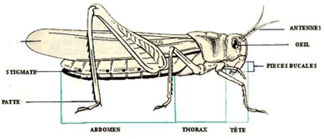 locusta migratoria