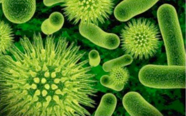 Probiotics, benefits found by research