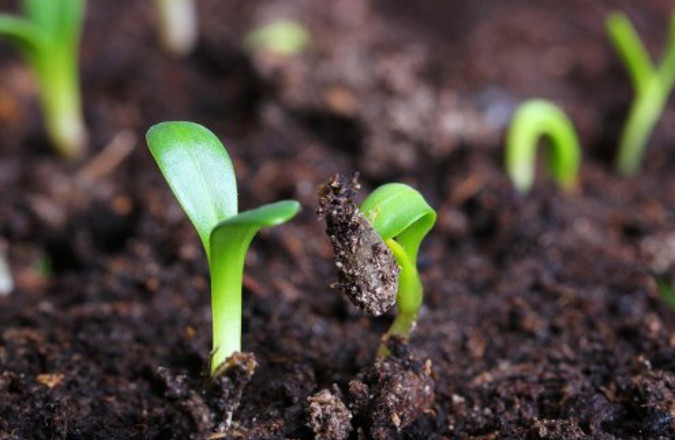 Agricoltura biologica contro il riscaldamento globale