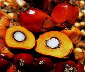 Palm fat, eliminating it is possible. Here’s how