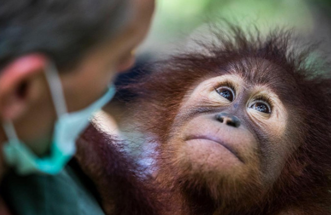 European Parliament resolution on palm oil, stop biodiesel, need reliable certification