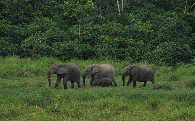 Palm oil and deforestation in Africa’s Eden, with World Bank money