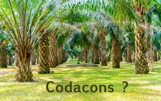 BREAKING NEWS – Codacons pays tribute to palmocrats