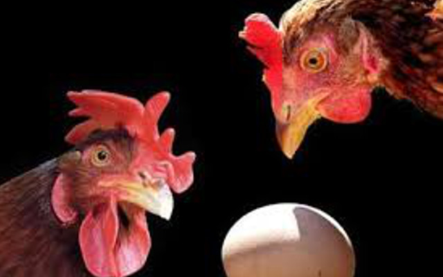 Coop eggs, better organic or antibiotic-free?