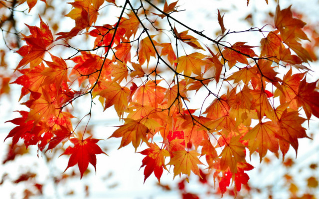 CETA, the autumn of democracy
