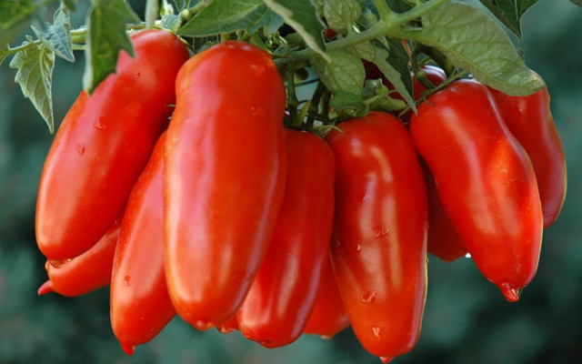 Tomato origin. The text of the decree