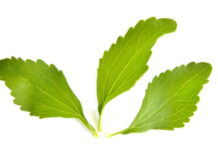 foglie di stevia