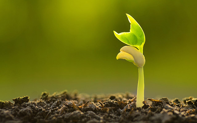 Organic, global growth