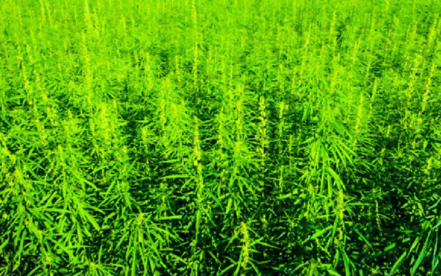 canapa superfood