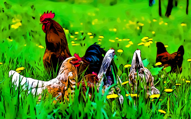 Organic meat, ABC vs. fake news in La Stampa