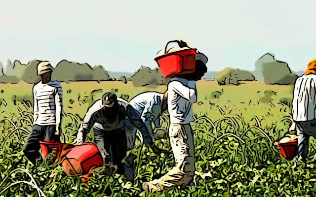 OtherCollections, good and bad practices in agriculture