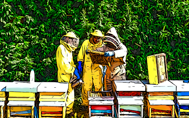 Honey, beekeepers and bees in Italy