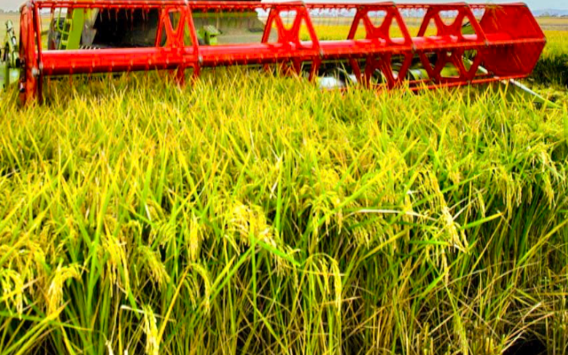 Riso italiano sostenibile, l’esempio #RisoInFiore