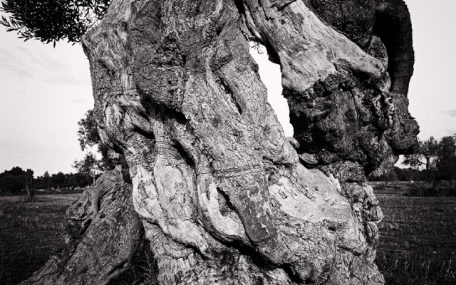Xylella Fastidiosa, la soluzione a portata di mano