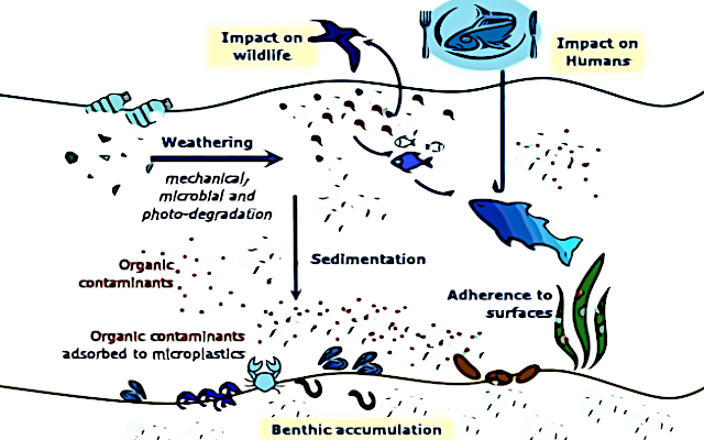 Microplastics and human health, the invisible evil