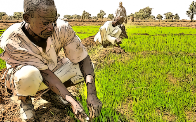 Cambiamenti climatici e arsenico, il riso a rischio
