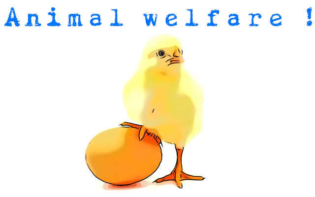 The slaughter of male chicks, much talk and few facts