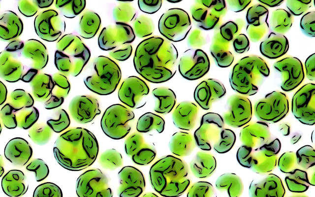 Microalgae and Novel Food, serious uncertainties in EU