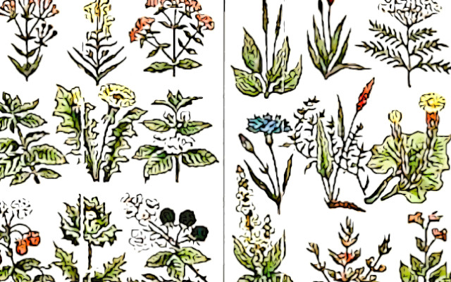Health claims on botanicals, the Court of Justice provides clarity