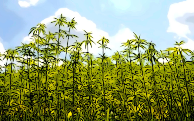 Cannabis Sativa L