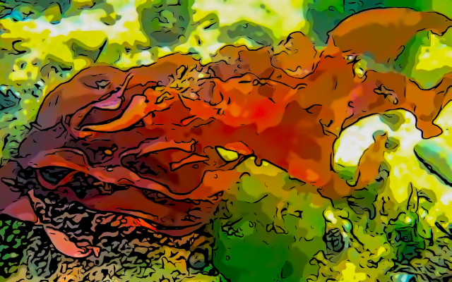 EU Court of Justice bans non-bio seaweed in organic drinks. Judgment with a hole in it