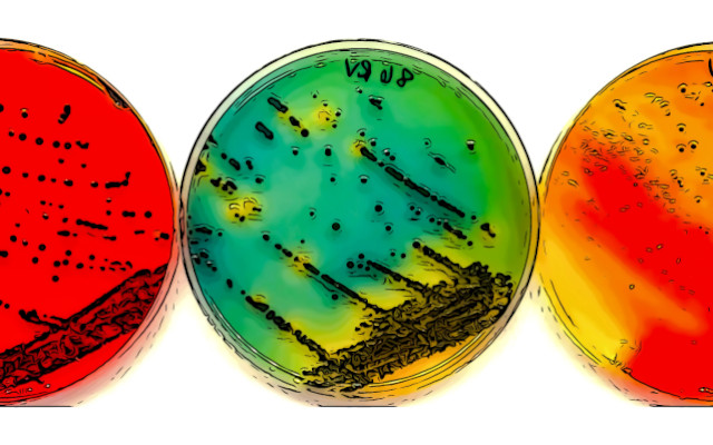 salmonella CRISPR