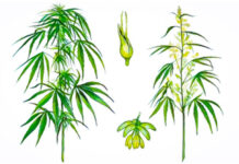 decreto piante officinali equivoci
