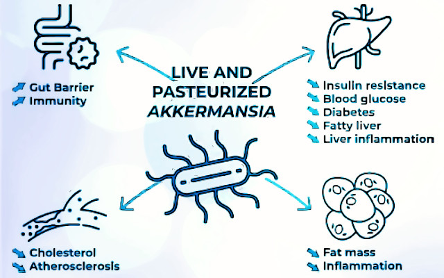 Akkermansia muciniphila, green light in EU for next-generation probiotic