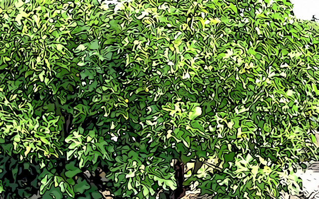 Jatropha curcas L.