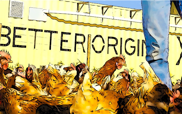 Better Origin, sustainable eggs thanks to protein from insects