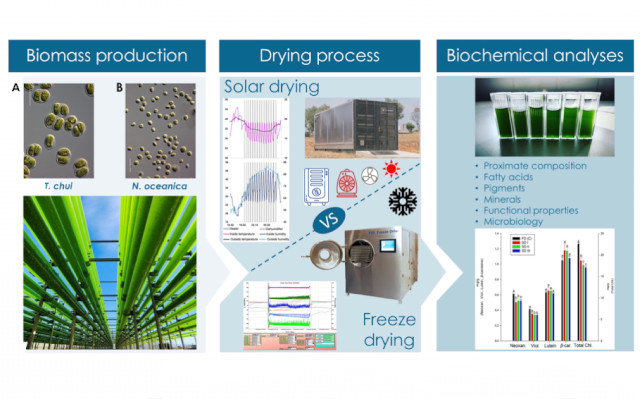 ProFuture microalghe