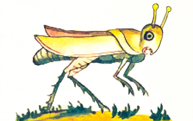 insetti in messico