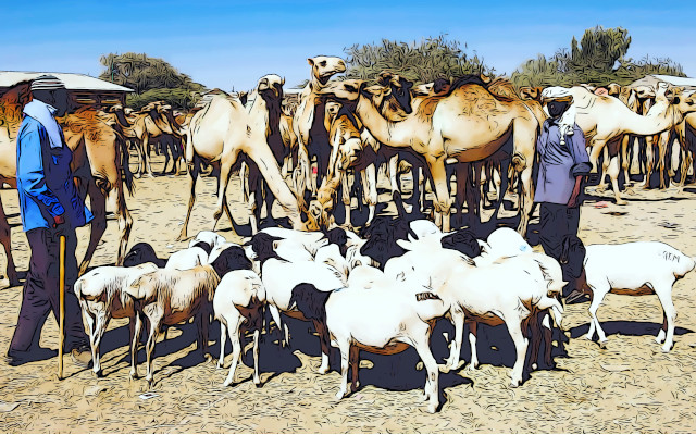 Camel and goat milk to improve climate resilience, study in Nature Food