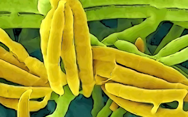Proteins from fungi and micro fungi, mycoproteins, the ABCs