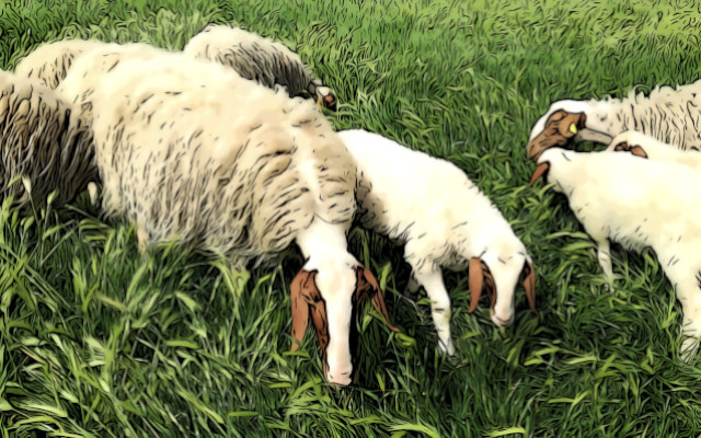 Olive leaves in sheep ration for an exceptional cheese