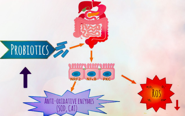 Probiotics, a solution for chronic inflammation