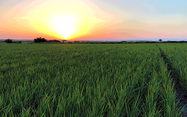 Growing rice with drip irrigation. The miracle possible
