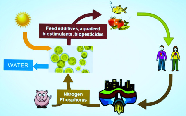 microalghe in agricoltura