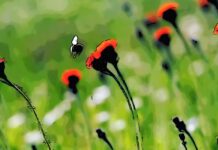 Food_Times_Nature Restoration Law EU Parliament