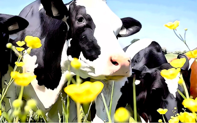 benessere animale lettera aperta alla Commissione europea