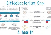 Bifidobacterium effetti microbioma intestinale