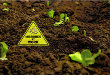 microbial biodiversity