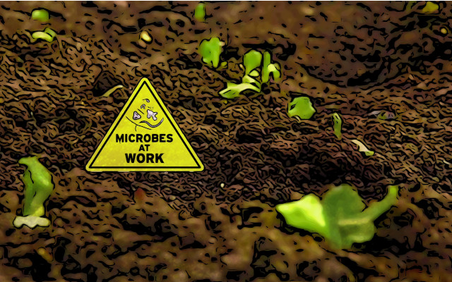 microbial biodiversity