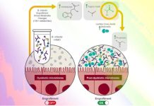 Bifidobacterium infantis e oligosaccaridi HMO per modulare il microbiota intestinale, studio