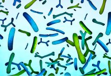 Probiotici, il caos delle etichette nel mercato unico europeo