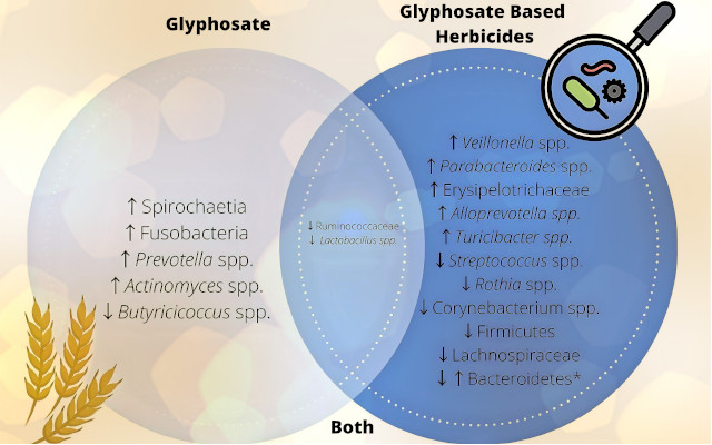 glifosato-intolleranza-glutine