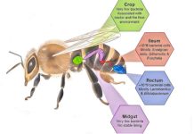 microbiota delle api