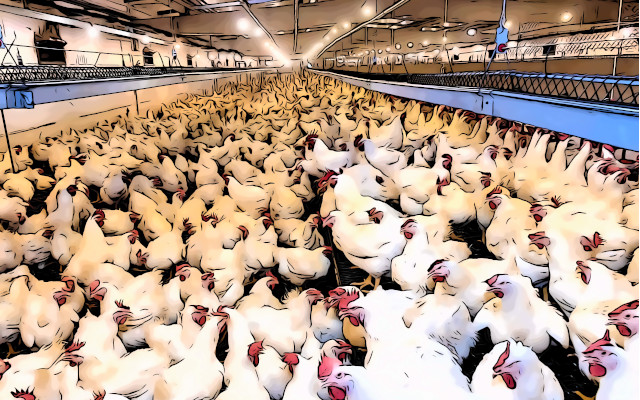 Newcastle Disease