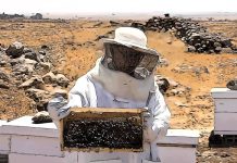 honey and biodiversity