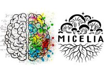 Mushrooms aim in Alzheimer's disease